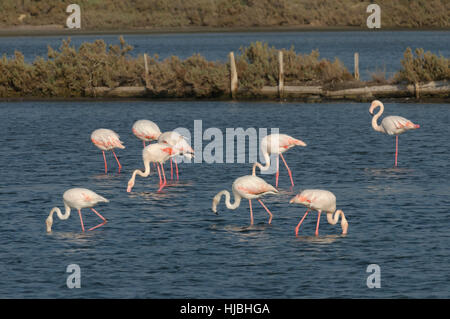 Gregge di maggiore fenicotteri (Phoenicopterus ruber) svernamento su Israele per la costa mediterranea. Novembre. Foto Stock