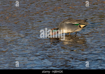 Drake comune (teal Anas crecca) alimentazione su inter-tidal velme. Norfolk. Febbraio. Foto Stock