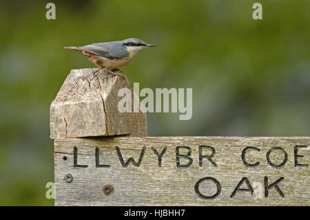 Picchio muratore (Sitta europaea) appollaiato sul cartello nel bosco di querce riserva naturale. Gilfach, Radnorshire, Galles. Maggio. Foto Stock