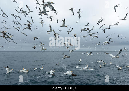 Alimentazione di gregge di northern sule (Morus bassanus) nelle isole Shetland. Giugno. Foto Stock