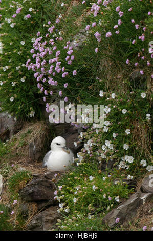 Northern fulmar (Fulmarus glacialis) adulto presso il nido sulla scogliera sul mare, tra la parsimonia (Armeria maritima) e mare campion (Silene maritima) fiori. Foto Stock