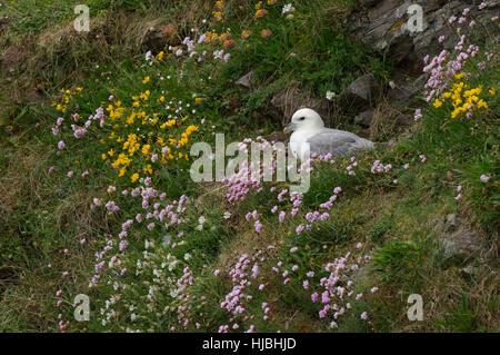 Northern fulmar (Fulmarus glacialis) adulto presso il nido sulla scogliera sul mare, tra la parsimonia (Armeria maritima) e birdsfoot trefoil (Lotus corniculatus) fiori. Foto Stock