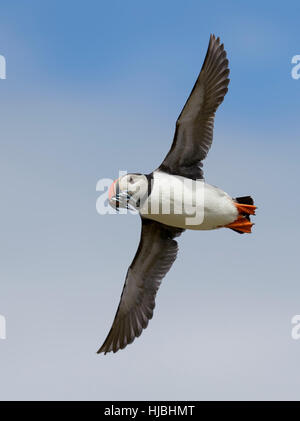 Atlantic puffin (Fratercula arctica) adulto in volo con bill piena di cicerelli. Northumberland. Luglio. Foto Stock