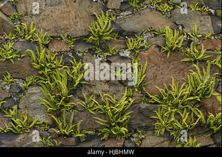 Maidenhair spleenwort (Asplenium trichomanes) fern crescente a secco sul muro di pietra. Isola di Canna, Scozia. Foto Stock