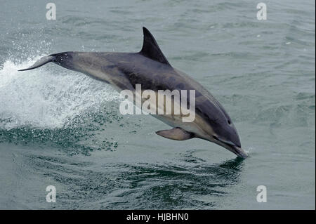 A breve becco delfino comune (Delphinus delphis) violare a fianco della nave. Ebridi Interne, Scozia. Luglio 2013. Foto Stock