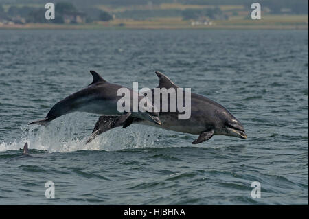 I delfini (tursiops truncatus) adulto e sfondamento di vitello. Moray Firth, Scozia. Luglio 2013. Foto Stock