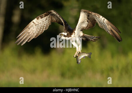 Falco pescatore (Pandion haliaetus) adulto di portare la trota arcobaleno catturati da allevamento ittico. Speyside, Scozia. Luglio. Foto Stock