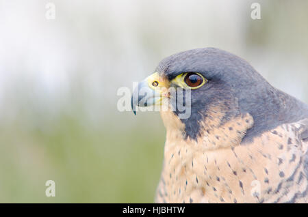 Uccelli rapaci. Close-up di un falco pellegrino Foto Stock