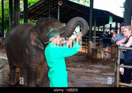 Rimasto orfano baby elephant è alimentata con latte a Pinnawala l'Orfanotrofio degli elefanti, Sri Lanka Foto Stock