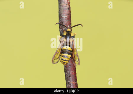 Hornet Moth (Sesia apiformis) - un giallo e nero falena che imita una Hornet Foto Stock