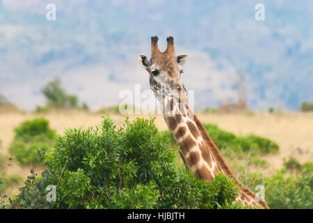 Vista ravvicinata della giraffa presso i Masai Mara riserva nazionale, Kenya Foto Stock