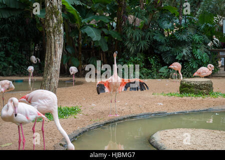 Foz do Iguacu, Brasile - luglio 9, 2016: gruppo di fenicotteri rosa di mangiare nel lago in Foz do Iguacu, Brasile Foto Stock