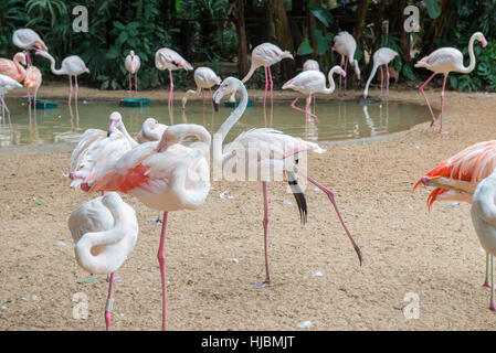 Foz do Iguacu, Brasile - 9 luglio 2016: gruppo di fenicotteri rosa di mangiare nel lago in Foz do Iguacu, Brasile Foto Stock