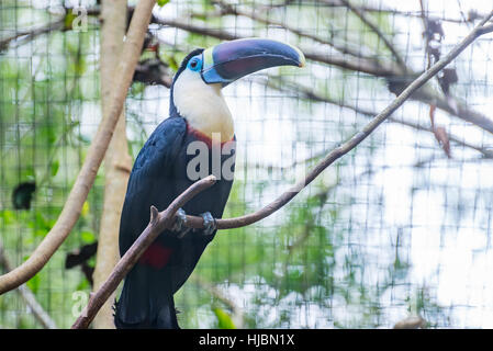 Foz do Iguazu, Brasile - 9 luglio 2016: Close up di un azzurro eyed toucan in Foz do Iguacu, Brasile Foto Stock