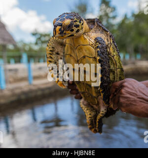 Per tartarughe marine nel santuario con look aggressivo, pronto a mordere, mano tenere durante la giornata di sole, Zanzibar, Tanzania Africa Foto Stock