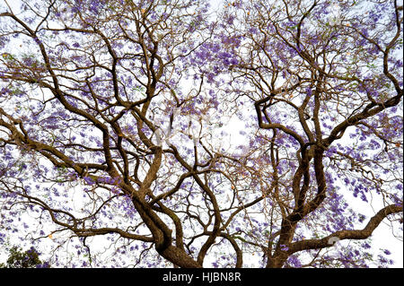 Alberi di jacaranda in fiore con fiori viola Foto Stock