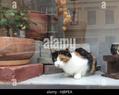 Cat guardando fuori da una finestra del negozio di Vienna in Austria. Foto Stock