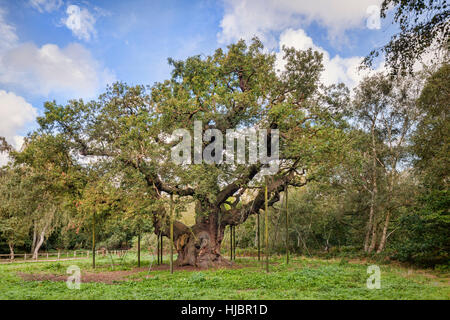 Quercia Major, Foresta di Sherwood, Nottinghamshire, Inghilterra, Regno Unito. Stimato in oltre 1150 anni e associata con la storia di Robin Hood. Foto Stock