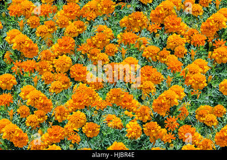 Seamless pattern mazzi di fiori di tagete arancione su sfondo nero Foto Stock