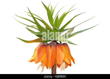 Fritillaria imperialis rubra nome comune crown imperial isolato su bianco Foto Stock