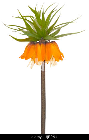 Fritillaria imperialis rubra nome comune crown imperial isolato su bianco Foto Stock