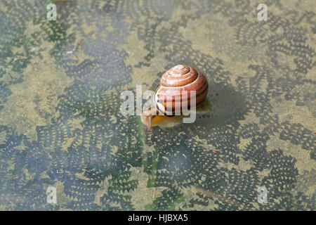 Grove o marrone a labbro (Lumaca Capaea nemoralis). Sul coperchio del giardino un ripiano in vetro vivaio frame di mangiare la crescita di alghe. Foto Stock