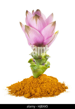 Curcuma fiore e polvere isolata su bianco Foto Stock