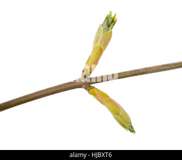 Bud maple isolato su bianco Foto Stock