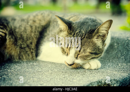 Abstract vintage filtro sul gatto dorme sul pavimento di cemento - possono essere utilizzate per la visualizzazione o montaggi sul prodotto Foto Stock