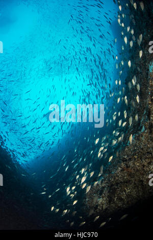 Sommozzatore raccoglie leone invasiva dalla scogliera locale Foto Stock