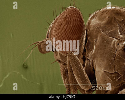 Testa e torace di foglia vola di data mining, Agromyzidae Foto Stock