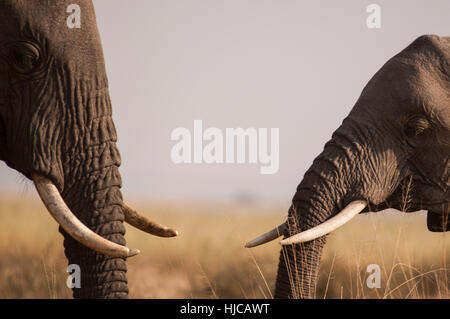 Gli elefanti africani incontrare e salutare nelle pianure del Masai Mara, Kenya meridionale Foto Stock