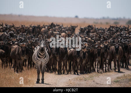 Zebra portando centinaia di wildebeests sulla loro migrazione annuale attraverso il fiume di Mara, tra la Tanzania e il Kenya Foto Stock