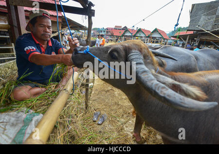 Rantepao Tana Toraja, Sulawesi, Indonesia: Mercato di Buffalo Pasar Bolu su agosto 16, 2016 in Rantepao, Sulawesi. Indonesia. Foto Stock