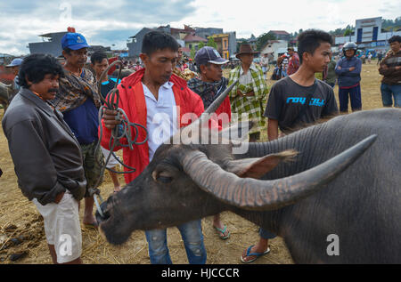 Rantepao Tana Toraja, Sulawesi, Indonesia: Mercato di Buffalo Pasar Bolu su agosto 16, 2016 in Rantepao, Sulawesi. Indonesia. Foto Stock