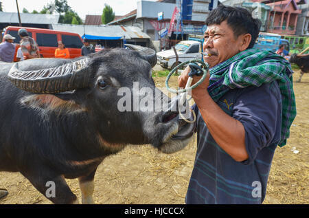 Rantepao Tana Toraja, Sulawesi, Indonesia: Mercato di Buffalo Pasar Bolu su agosto 16, 2016 in Rantepao, Sulawesi. Indonesia. Foto Stock