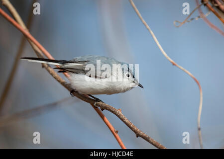 Un colore grigio-blu Gnatcatcher arroccato su un piccolo ramo con un cielo blu sullo sfondo. Foto Stock