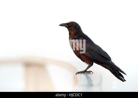 Un grande corvo nero si posa sulla luce di una ringhiera di metallo come la prima luce del mattino brilla su bird contro uno sfondo bianco. Foto Stock