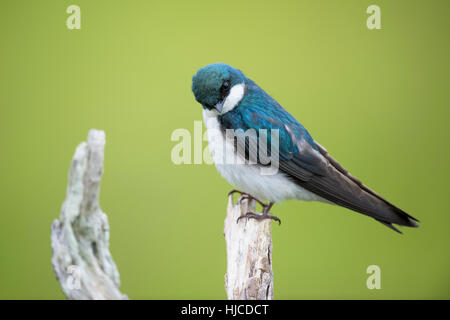 Questa struttura Swallow appare piuttosto curioso con la sua testa inclinata durante il suo arroccato su un vecchio albero morto con un luminoso sfondo verde. Foto Stock