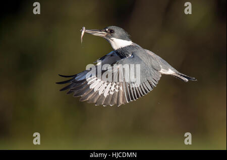 Un maschio Belted Kingfisher Vola di fronte a uno sfondo verde con un minnow risparmiati da sul suo becco. Foto Stock