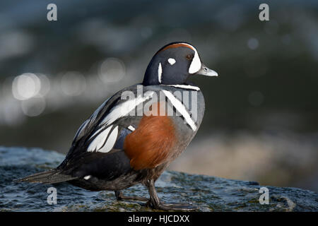 Un drake Harlequin Duck sorge su un molo slick rock su una mattina di sole. Foto Stock