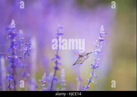 Una femmina di Ruby-throated Hummingbird feed su alcuni fiori viola la mattina presto prima che il sole ha anche iniziato a splendere sul campo dei fiori.