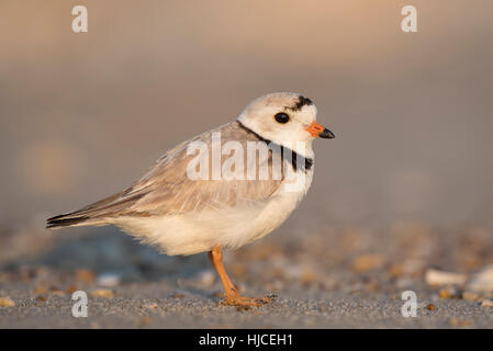 Un adulto in pericolo Piping Plover sorge su una spiaggia di sabbia in una luminosa mattina di sole. Foto Stock