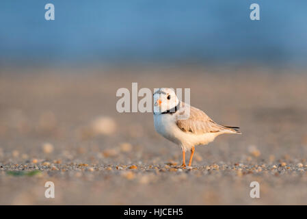 Un adulto in pericolo Piping Plover sorge su una spiaggia di sabbia in una luminosa mattina di sole. Foto Stock