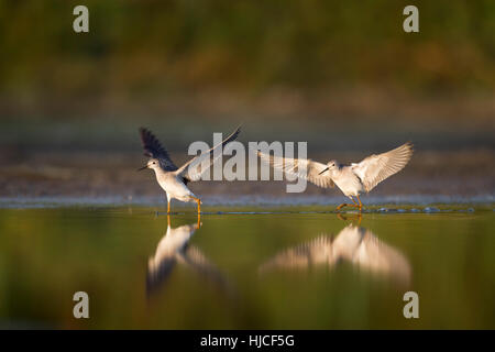 Una coppia di Tringa flavipes chase gli uni con gli altri attraverso le acque poco profonde con riflessioni come la mattina di sole risplende su di essi. Foto Stock