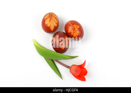 Uova di Pasqua decorate con foglie fresche e bollito in bucce di cipolla e tulip su sfondo bianco Foto Stock