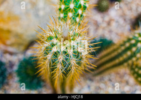 Cactus pelliccia bianca crescente nel letto di roccia, fiore,impianto di cactus e piante grasse, nelle profondità di messa a fuoco selettiva tecnica Foto Stock