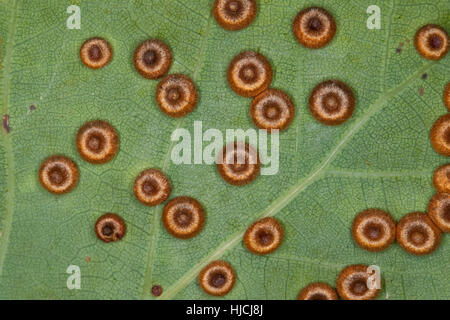 Seidenknopfgalle, Seidenknopf-Galle, Seidenknopfgallwespe, Seidenknopf-Gallwespe, Pfennig-Gallwespe, Gallwespe, Galle, Gallo auf Eiche, Unterseite vo Foto Stock