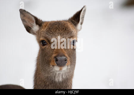 Sika, Sika-Hirsch, Sikahirsch, Sikawild, Sika-Wild, Jungtier, Cervus nippon, cervi sika Foto Stock