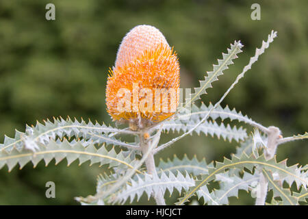 Lanosi Orange Banksia - Banksia victoriae Foto Stock